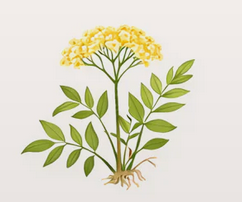 Valerian Root